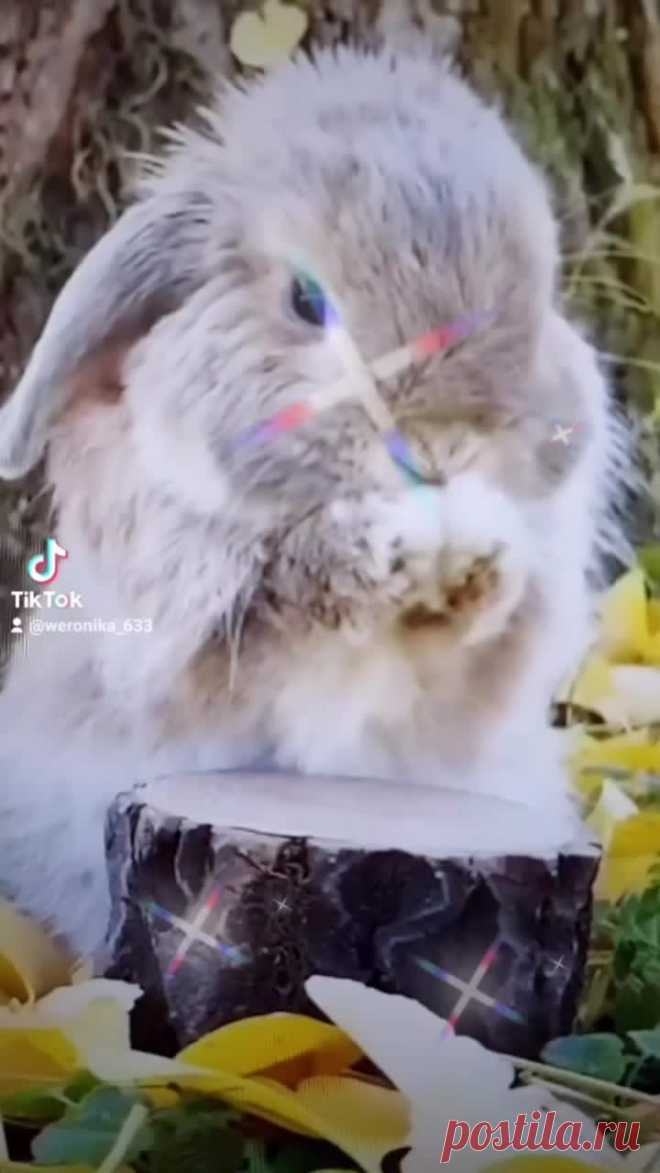 Weronika (@weronika_633) TikTok | Смотреть свежие видео Weronika в TikTok