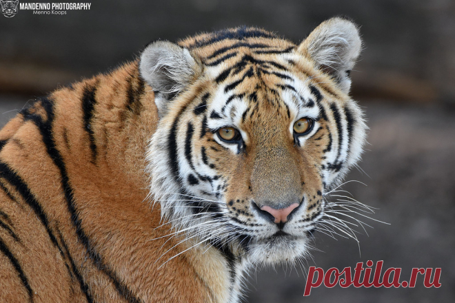 Siberian tiger - Safaripark Beekse Bergen Explore Mandenno photography's photos on Flickr. Mandenno photography has uploaded 1378 photos to Flickr.
