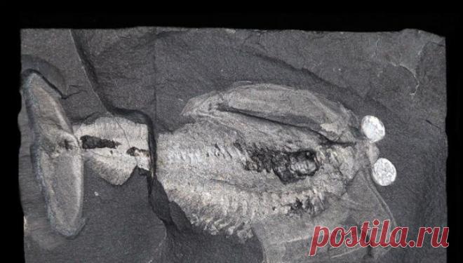 Вести.Ru: Древний мозг раскрыл секреты эволюции головы