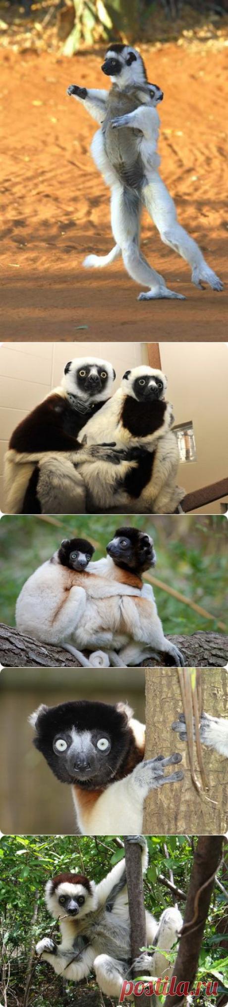 (+1) тема - Забавные сифаки | НАУКА И ЖИЗНЬ