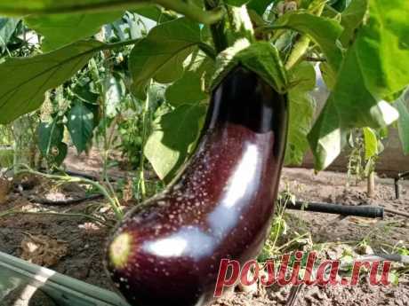 Опытные дачники назвали самые яркие и вкусные сорта баклажанов. Сегодня существует множество самых разнообразных сортов, пестрящих своими яркими цветами и удивляющих вкусовыми качествами.