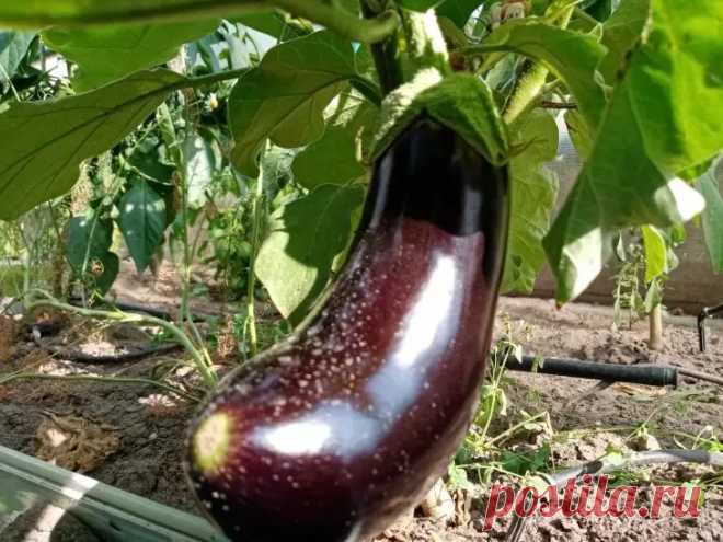 Опытные дачники назвали самые яркие и вкусные сорта баклажанов. Сегодня существует множество самых разнообразных сортов, пестрящих своими яркими цветами и удивляющих вкусовыми качествами.