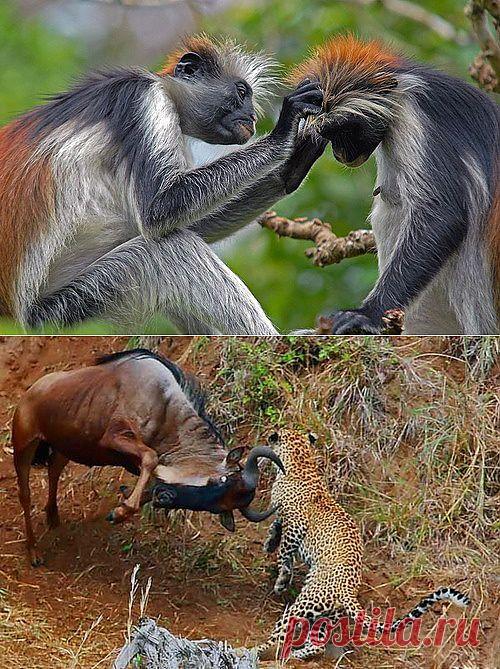 Фотографии животных / Питомцы