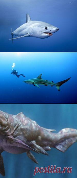 Акулам нравится слушать метал — National Geographic Россия