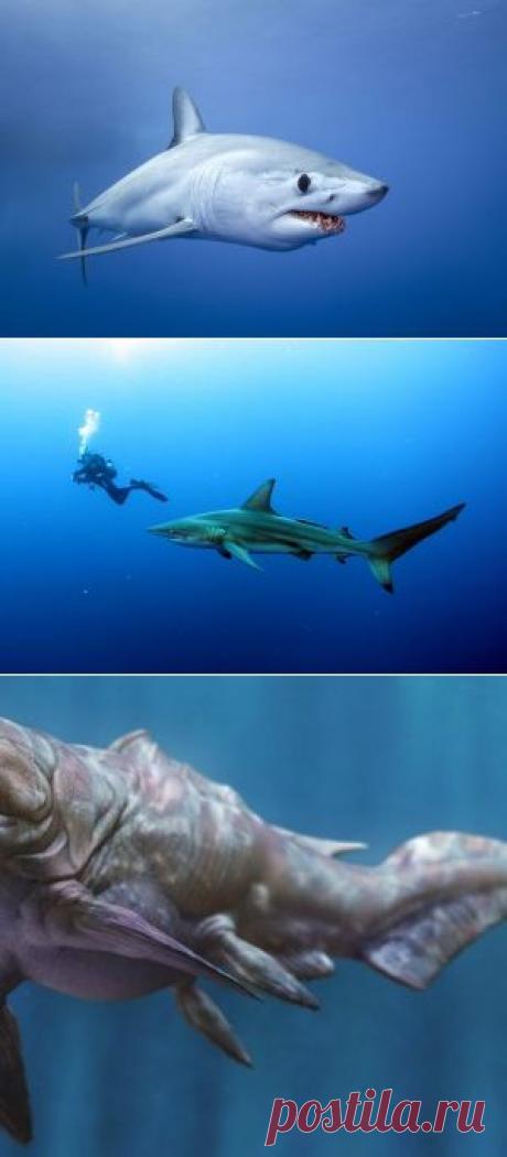 Акулам нравится слушать метал — National Geographic Россия