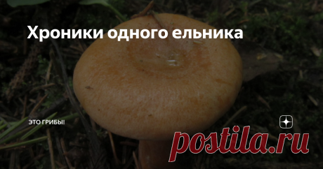 Хроники одного ельника Грибники! А у вас есть такое волшебное место в лесу, из которого никогда не вернешься пустым?