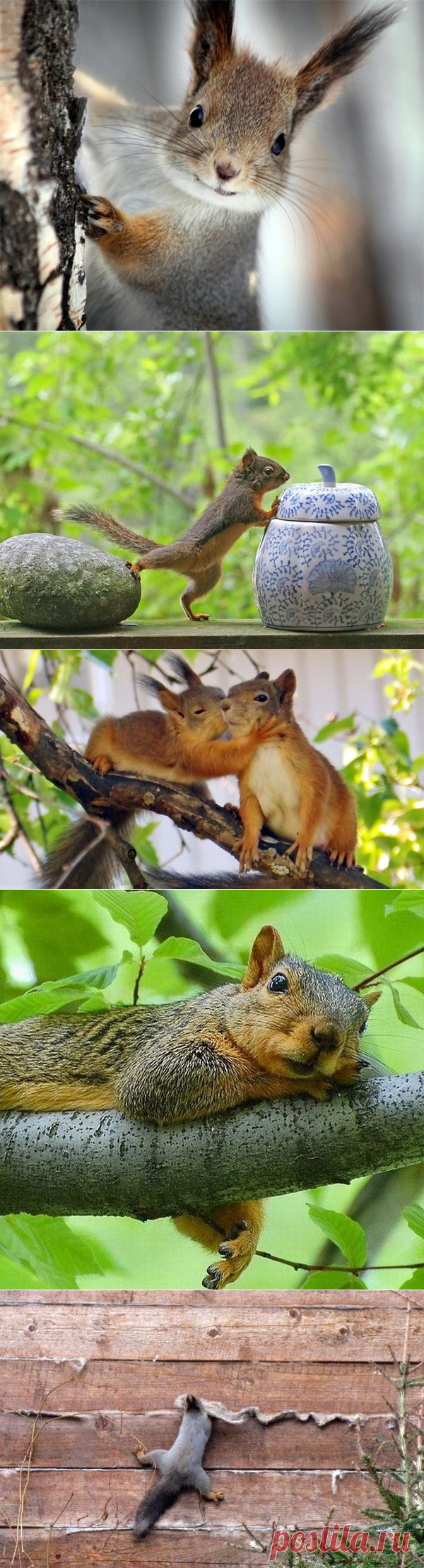 За нами наблюдают шпионы | Я и дача | Яндекс Дзен