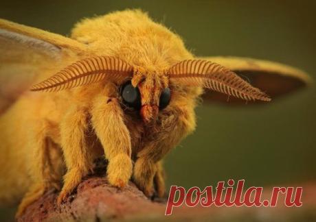 РЕДКИЕ ВИДЫ ЖИВОТНЫХ, КОТОРЫХ ВЫ НЕ ВИДЕЛИ