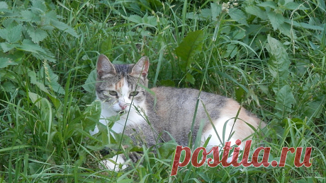 Рыболовы празднуют 27 июня, коты тоже | Сайт «Кошки–Коты» | Автор Нина Стрелкова | Кошачий календарь «Кошки каждый день» | Всемирный день рыболовства отмечается ежегодно 27 июня