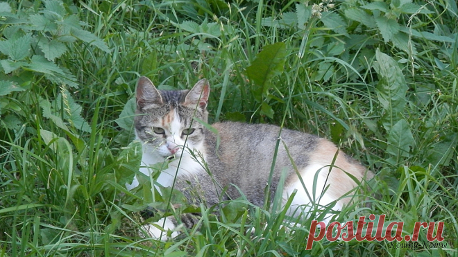 Рыболовы празднуют 27 июня, коты тоже | Сайт «Кошки–Коты» | Автор Нина Стрелкова | Кошачий календарь «Кошки каждый день» | Всемирный день рыболовства отмечается ежегодно 27 июня