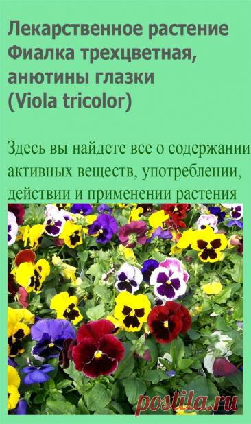 Лекарственное растение Фиалка трехцветная, анютины глазки (Viola tricolor). Однолетнее растение высотой 10-30 см, стебель приподнимающийся или прямостоячий, разветвленный. Листья черешковые, яйцевидно-ланцетные до сердцевидных с перисторассеченными прилистниками, у которых имеется удлиненное, чаще всего зазубренное окончание. Цветки, как правило, трехцветные (желтые, кремовые, фиолетовые), чаще всего больше 1,5 см.