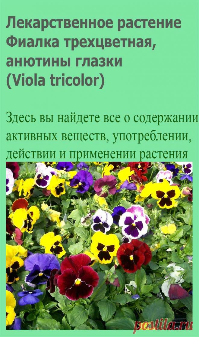 Лекарственное растение Фиалка трехцветная, анютины глазки (Viola tricolor). Однолетнее растение высотой 10-30 см, стебель приподнимающийся или прямостоячий, разветвленный. Листья черешковые, яйцевидно-ланцетные до сердцевидных с перисторассеченными прилистниками, у которых имеется удлиненное, чаще всего зазубренное окончание. Цветки, как правило, трехцветные (желтые, кремовые, фиолетовые), чаще всего больше 1,5 см.