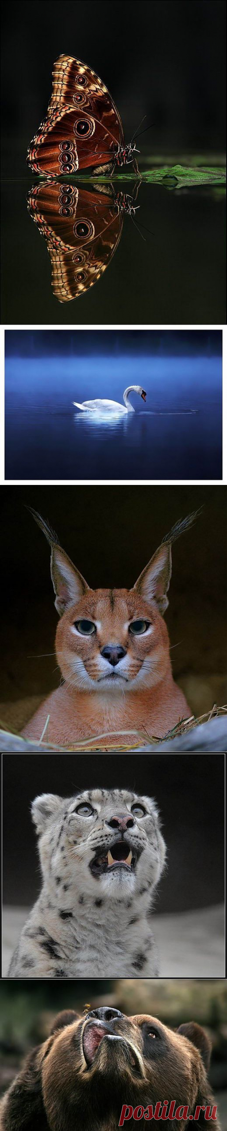 Великолепные моменты из мира животных (60 фото) » RadioNetPlus.ru развлекательный портал