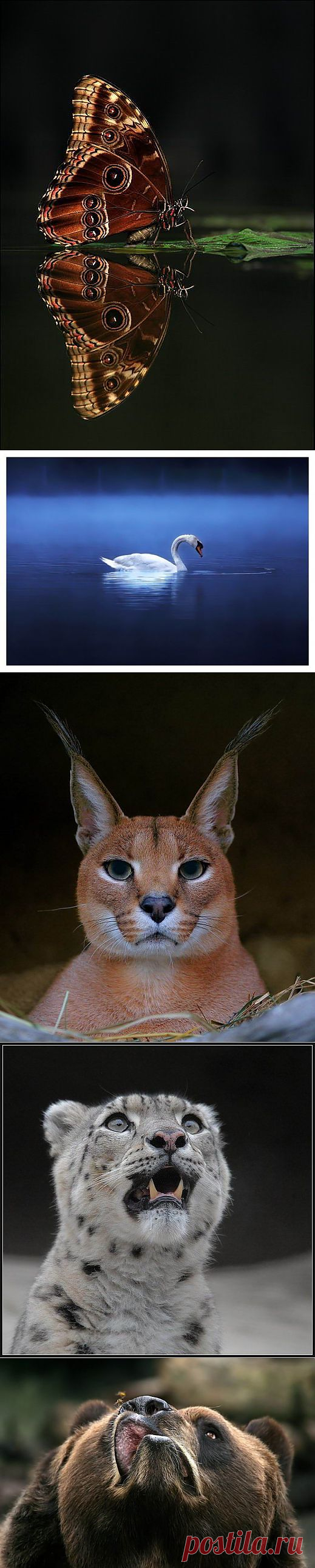 Великолепные моменты из мира животных (60 фото) » RadioNetPlus.ru развлекательный портал