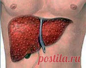 Очищение печени запускает механизм омоложения - Очищение организма  - Каталог статей - Мензурка