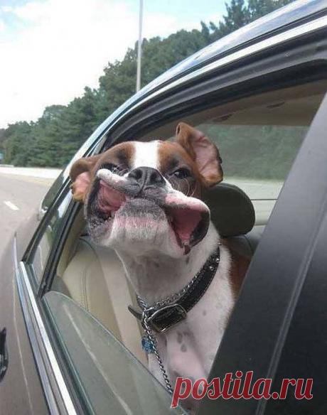 Щенки - Симпатичные перегрузки