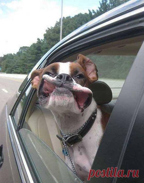 Щенки - Симпатичные перегрузки