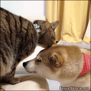 Мой Мир@Mail.Ru