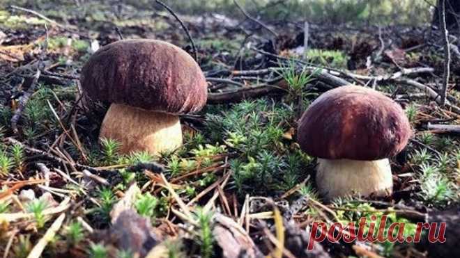 КАРЕЛИЯ ГРИБЫ ЛУЧШЕЕ!!! Самые красивые отборные боровики и белые грибы! Космос и рай! Моя микология
