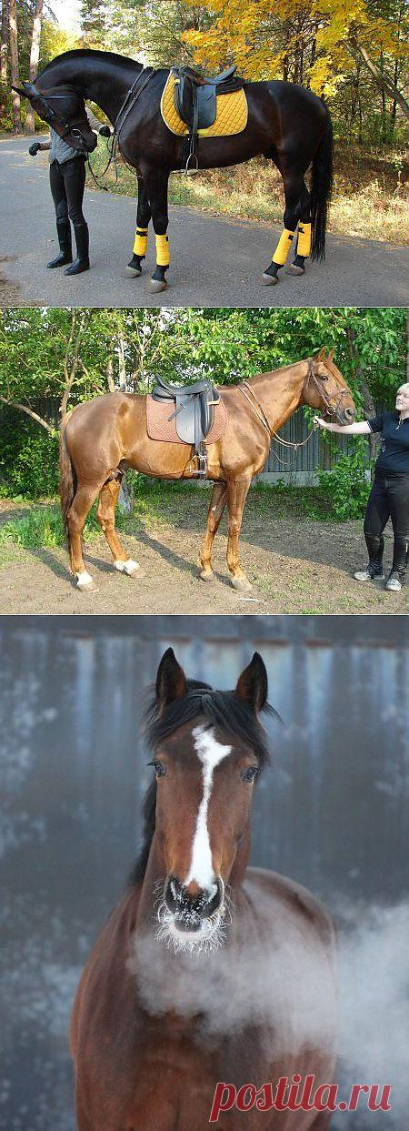 Русский рысак: фото