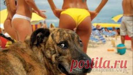 15 курьезных фотографий, сделанных в самый удачный момент В ту пору, когда в ходу были пленочные фотоаппараты, таких фотографий можно было ждать очень долго, а главное - это всегда был сюрприз. Сейчас же, с приходом цифры, - только лови момент. И эти 15 ситу...