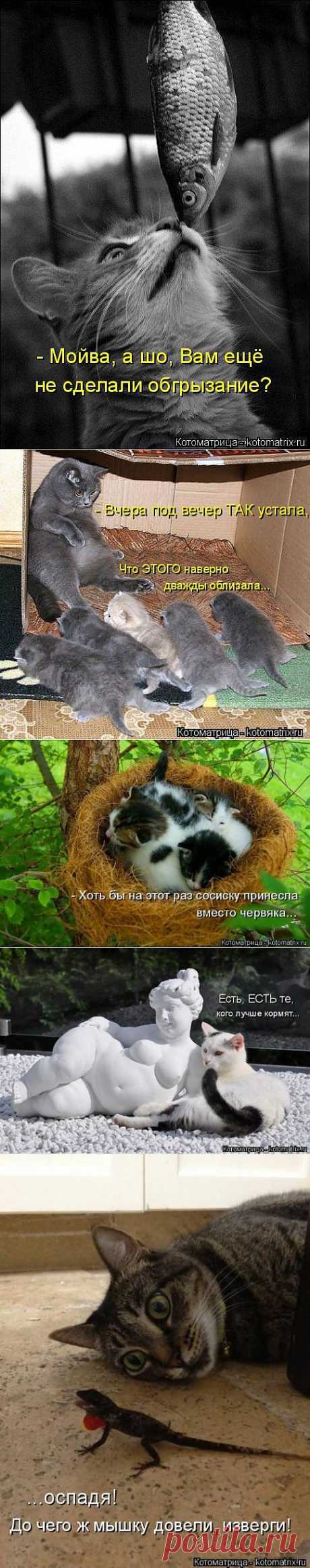 Котоматрица | ОБОРЖАКА ;)