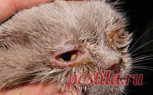 Симптомы и лечение хламидиоза у кошек | Наша кошка