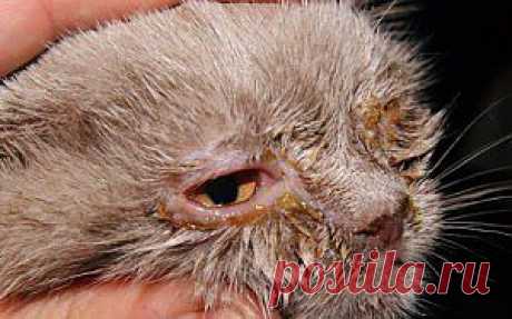 Симптомы и лечение хламидиоза у кошек | Наша кошка