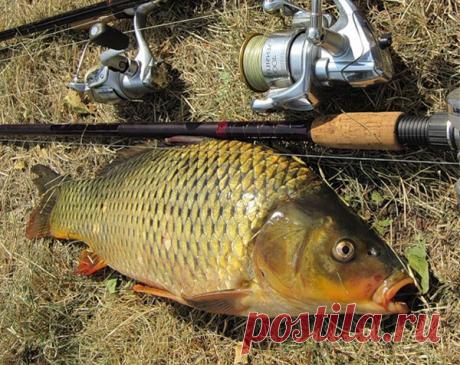 Ловля карпа матчевой снастью / Богатая добыча