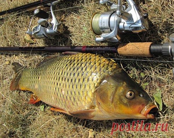 Ловля карпа матчевой снастью  / Богатая добыча