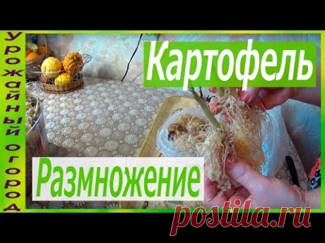 КАК БЫСТРО ОМОЛОДИТЬ И РАЗМНОЖИТЬ КАРТОФЕЛЬ С ПОМОЩЬЮ ОПИЛОК! - YouTube