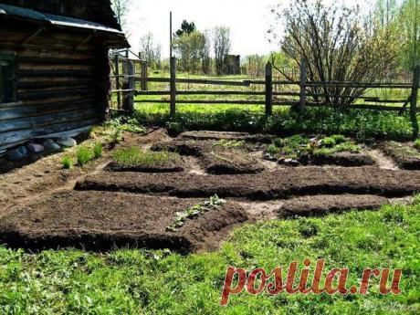 Десятка типичных ошибок садовода .