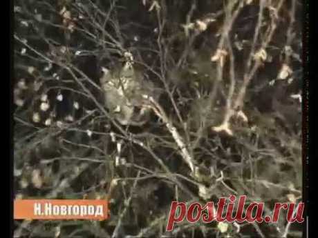 Эпическое спасение кота / Писец - приколы интернета