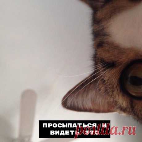 В совместной жизни с котом есть несколько нюансов — Убойный юмор