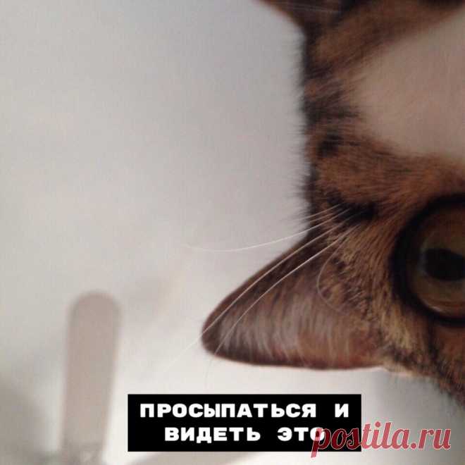 В совместной жизни с котом есть несколько нюансов — Убойный юмор