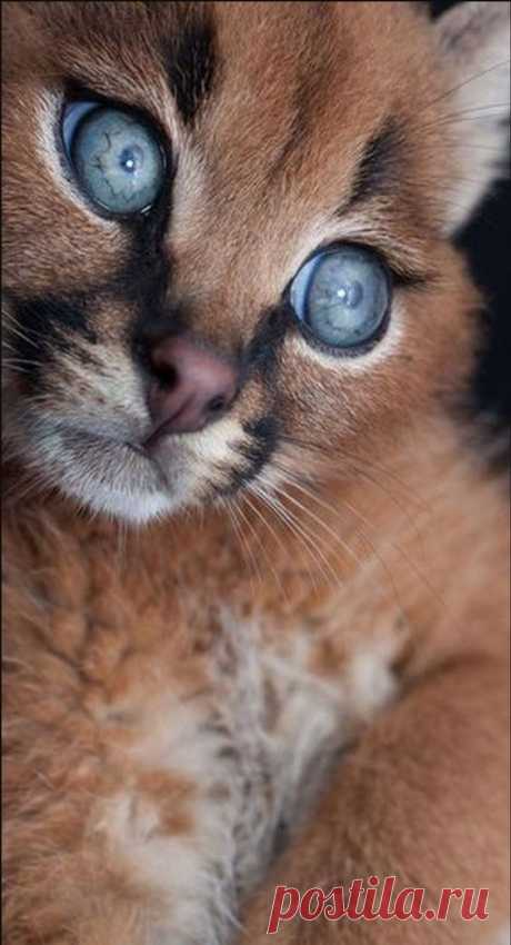 Каракал котенок.