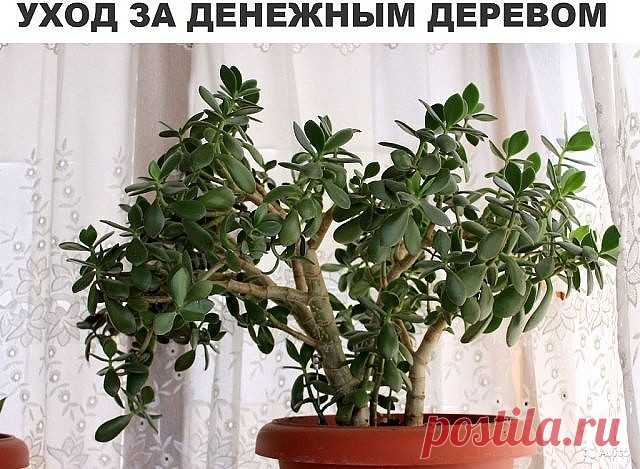КАК УХАЖИВАТЬ ЗА ДЕНЕЖНЫМ ДЕРЕВОМ,ЧТОБЫ ВОДИЛИСЬ ДЕНЬГИ!! 

Часто в наших домах и квартирах можно встретить толстянку. По-другому это растение ещё называют котиделоном древовидным, крассулой и т. п. При этом в народе это растение принято называть обезьяньим деревом, деревом счастья, а также денежным деревом. Так что, нет ничего удивительного в том, что толстянка – частый гость в домах наших современников, ведь избавиться от хронического финансового невезения хотят очень мн...