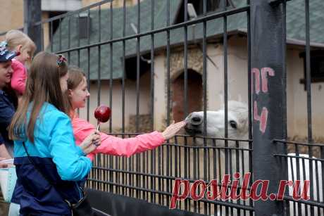 Собянин: в зоопарке Москвы живут свыше 1,2 тыс. видов животных и птиц. Рождаемость животных в зоопарке выросла вдвое за девять лет.