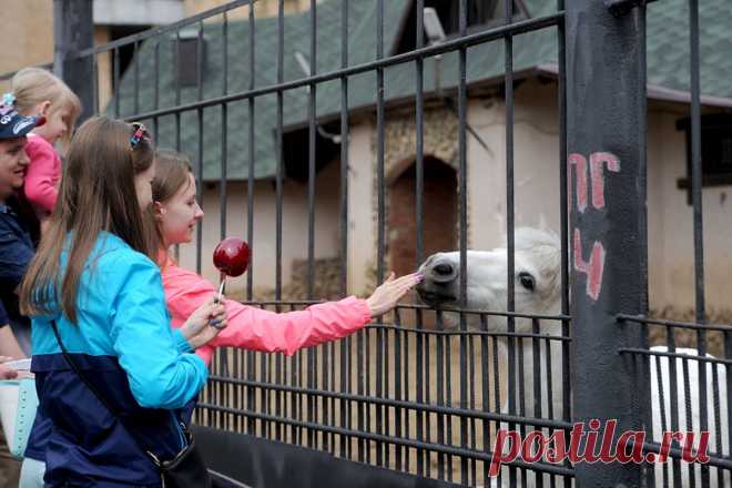 Собянин: в зоопарке Москвы живут свыше 1,2 тыс. видов животных и птиц. Рождаемость животных в зоопарке выросла вдвое за девять лет.