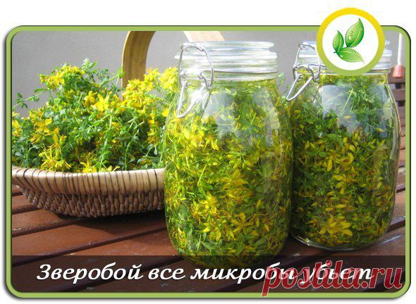 Зверобой все микробы убьет
