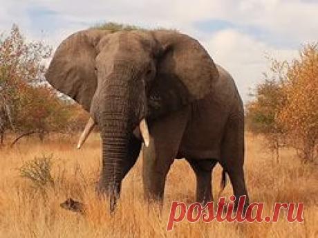 птичий рай аггельский национальный парк: 15 тыс изображений найдено в Яндекс.Картинках