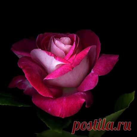 Photographer Magda Indigo (200 фото) » Картины, художники, фотографы на Nevsepic