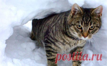 WINTER OUTING - Cats & Animals Background Wallpapers on Desktop Nexus (Image 1651622)
