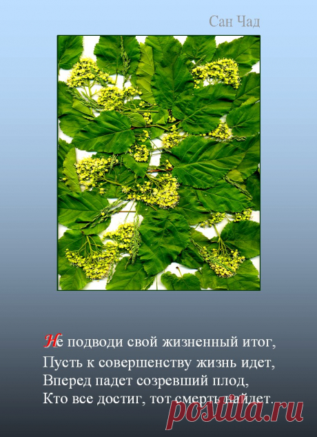 САН ЧАД * ИЗБРАННЫЕ СОФИТЫ – 208 фотографий