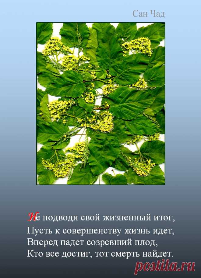 САН ЧАД * ИЗБРАННЫЕ СОФИТЫ – 208 фотографий