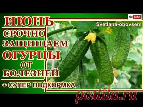 СУПЕР СМЕСЬ ОТ БОЛЕЗНЕЙ ОГУРЦОВ ..+ ПОДКОРМКА. . ОБРАБОТАЙ СРОЧНО В ИЮНЕ И  БУДЕШЬ С УРОЖАЕМ..
