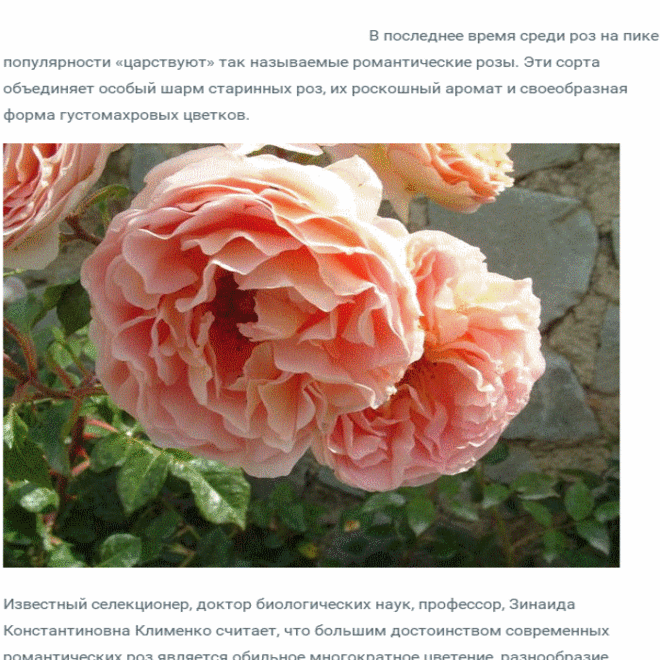 романтические розы