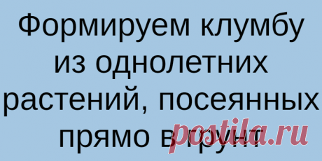 Формируем клумбу из однолетних растений, посеянных прямо в грунт
Любой цветник можно украсить однолетними цветами. Яркость их красок и гармония композиции...
Читай дальше на сайте. Жми подробнее ➡