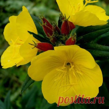 Цветок энотера. Уход и посадка, размножение