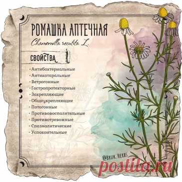 Ромашка аптечная